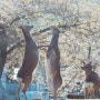 벚꽃놀이 즐기는 사슴의 비밀 고릴라 바나나 먹방