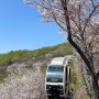 화담숲 벚꽃 수선화축제 4월 모노레일 현장발권 후기