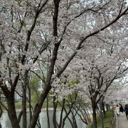 [광교호수공원] 벚꽃 구경: 2024.04.05.