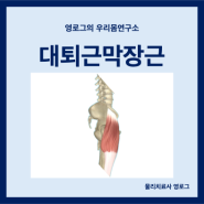 대퇴근막장근 통증 위치와 기능 및 스트레칭