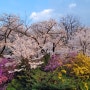 봄의 꽃, 눈호강, 팝콘나무