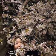 세종 조천 벚꽃길 야간 산책 겸 꽃구경, 대전근교 벚꽃드라이브