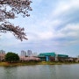 벚꽃 개화기의 안산 화랑공원 경기도 미술관과 호수 부근 풍경