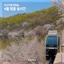 곤지암 4월 화담숲 벚꽃 실시간 모노레일 예약