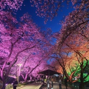 수안보 벚꽃길 온천제 축제 볼거리 먹거리 많아 즐겁게 구경