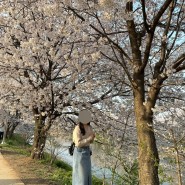 [경기/수원] 황구지천 벚꽃 나들이 (최근 근황, 24.04.06 기준)