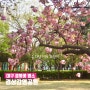 대구 겹벚꽃 명소 경상감영공원 벌써 개화시기