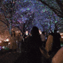 [부산 벚꽃] 대저생태공원 야간 벚꽃 구경! 무려 LED 벚꽃길