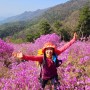 포천 왕방산 "관모봉"진달래꽃 등산 코스, 주말진달래 명소, 실시간 모습