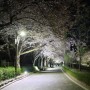 서울 과천 대공원 벚꽃 현황 + 야간 산책