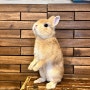 [일본] 오사카 교바시역 토끼 카페 미미라핀 mimi lapin
