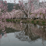 창녕 봄 명소 수양벚꽃보러 연지못