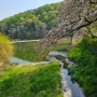 벚꽃 엔딩 짧은 봄은 가고~ 광교저수지 수변산책길