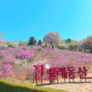 부천 가볼만한곳 진달래축제 진달래동산 4월 13일 후기