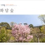 봄데이트 경기도 광주 곤지암 화담숲 수선화 축제
