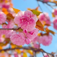 일본 벚꽃 실시간 겹벚꽃 활짝 사가 다케오 도서관 스타벅스 신메뉴 고호비 멜론 프라푸치노