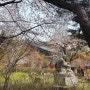 충남 예산 가족여행 봄나들이 벚꽃 명소로 추천하는 유명 사찰 수덕사