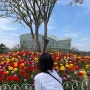 대구 근교 여행 가볼만한 곳 거창 창포원(4월 튤립 만개, 자전거 대여)