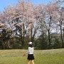 충북 충주, 골프장 난이도 벚꽃라운딩 후기 : 센테리움cc