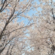 240413_봄봄봄