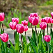 국내 봄 여행지 지금 가볼만한곳 성남 신구대학교 식물원 튤립 4월 꽃구경!
