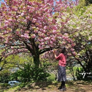 제주 겹벚꽃 명소 감사공묘역 만나다공원 포함 10곳