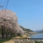 아름다운 세종시-자전거 타고 벚꽃 구경