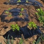 쌈채소 키우기 4월 텃밭 작물 상추 모종 심기