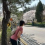서울 등산 초보도 가능한 인왕산 코스 벚꽃 가득가득!