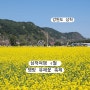삼척여행 4월 맹방 유채꽃축제 기차이용 포토존