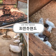 인천 강화도 가볼만한곳 미니 동물원 '프렌쥬랜드' 다녀온 후기!
