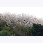 노적봉 벚꽃엔딩