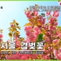 겹벚꽃명소 서울 보라매공원, 4월 서울가볼만한곳
