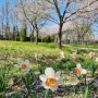 인천 드림파크 야생화 단지 / 벚꽃이 아직 남아있는 곳 & 알록달록한 꽃들을 볼 수 있는 곳