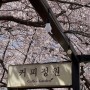 [삼척 여행] 삼척 벚꽃 삼척장미공원 & 커피정원
