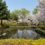 용산 가족공원에서 봄꽃 구경하다!