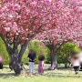 부산 유엔기념공원 겹벚꽃 명소 실시간 VR 정확한 위치 주차 포토존 총정리