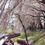 군산 벚꽃 명소 아이와 가볼만한곳 은파호수공원 전북 여행지 추천 드라이브코스