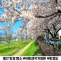 울산 벚꽃 태화강 국가정원 벚꽃길 산책 나들이 명소