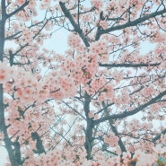 목포 평화광장 벚꽃 만개 갓바위 산책