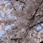 4월 벚꽃구경 파주벚꽃명소추천 오산리 최자실 금식기도원