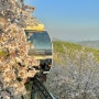 [곤지암리조트] 벚꽃시즌 화담숲