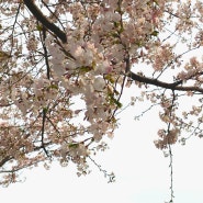 4월_1 첫출장/도예수업/벚꽃축제