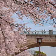 가나자와 2024년 벚꽃만개(+겐로쿠엔 라이트업)후기 총정리