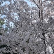4월 일상, 봄이 왔다. _ 벚꽃, 광교산 형제봉, 마음다짐, 생각 정리