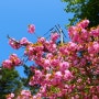 경남 진주 가볼만한곳 : 진양호 호반전망대 겹벚꽃 명소