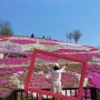 산청 꽃잔디 축제 생초국제조각공원