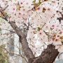 벚꽃 명소이면서 가족들이 이용하기 좋은 경기도 시흥 가볼만한곳 옥구공원