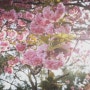 2024년 봄 또 보라매공원: 겹벚꽃과 복사꽃이 피었다