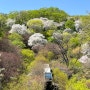 경기도광주, 봄꽃구경 화담숲